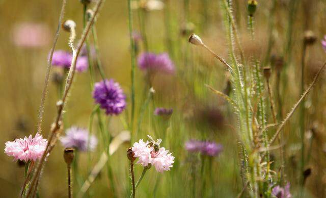 A bee feeds on a wildflower at River Legacy Park in Arlington on Friday, May 22, 2020.